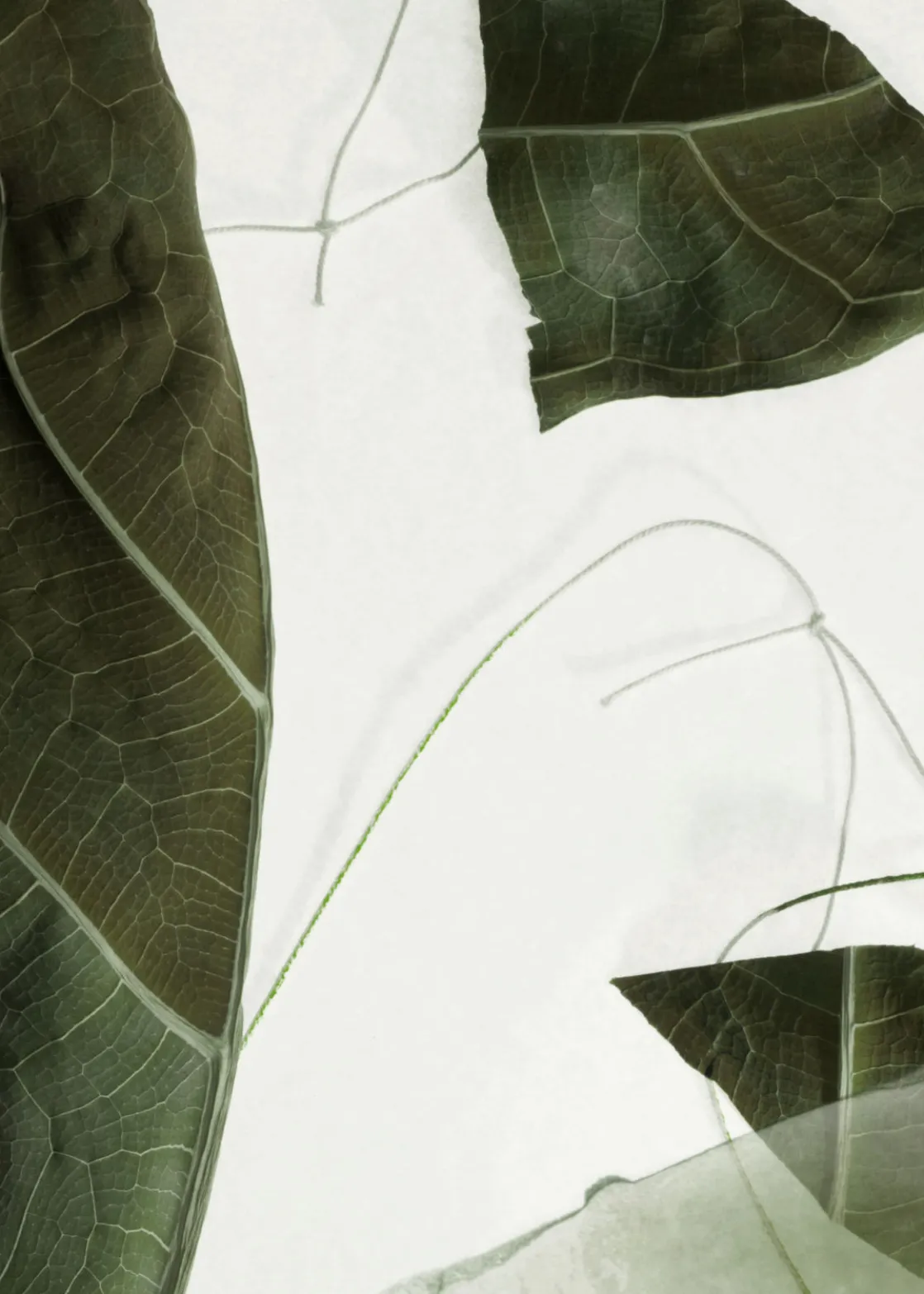 Arabesque Wood Hand Lotion