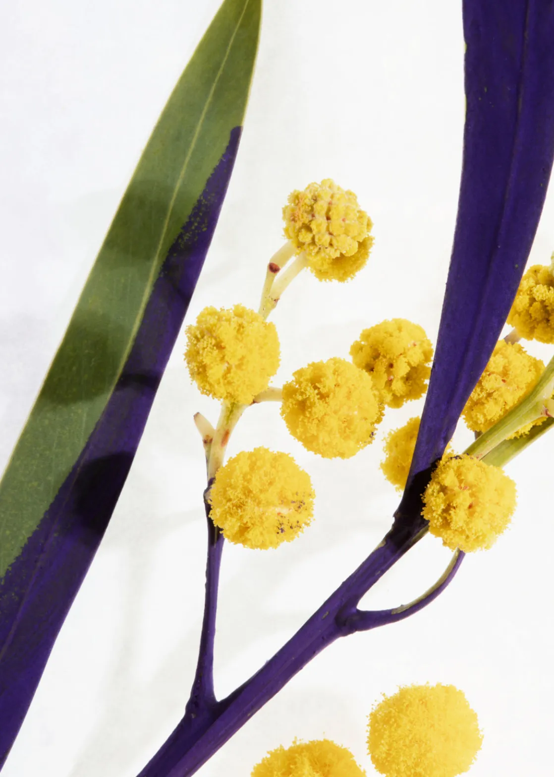 Mini Miami Muse Body Mist